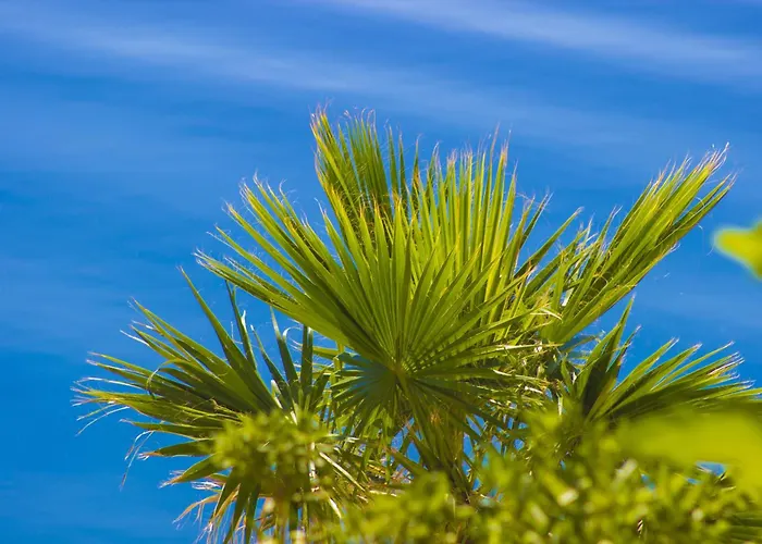 فيلة Jasmin